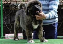 Caucasian shepherd puppy female - Caucasian Shepherd Dog (328)