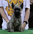 Cairn terrier puppies - Cairn Terrier (004) Cairn terrier puppies - Cairn Terrier (004)