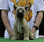 Cairn terrier puppies - Cairn Terrier (004)