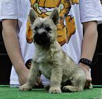 Cairn terrier puppies - Cairn Terrier (004) Cairn terrier puppies - Cairn Terrier (004)