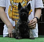 Cairn terrier puppies - Cairn Terrier (004) Cairn terrier puppies - Cairn Terrier (004)