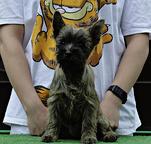 Cairn terrier puppies - Cairn Terrier (004)