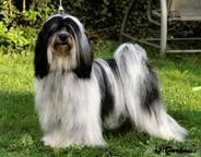 Tibetan terier - Tibetan Terrier (209)