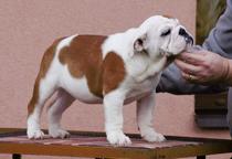 English Bulldog - Nice girl available - Bulldog (149)