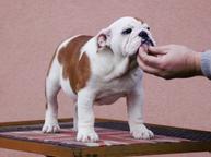 English Bulldog - Nice girl available - Bulldog (149)