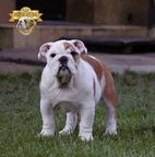 English Bulldog - Nice girl available - Bulldog (149)