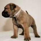 Alba Malum - Boerboel