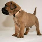 Alba Malum - Boerboel