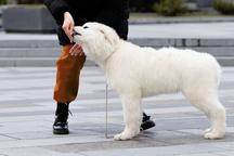 Puppies maremmano-abruzzese sheepdog - Maremma and Abruzzes Sheepdog (201)