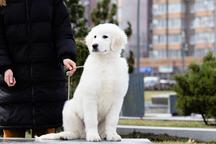 Puppies maremmano-abruzzese sheepdog - Maremma and Abruzzes Sheepdog (201)