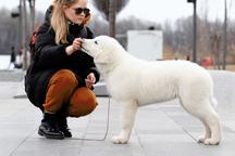 Puppy maremmano-abruzzese sheepdog - Maremma and Abruzzes Sheepdog (201)