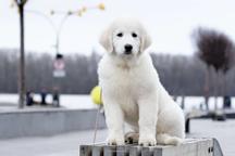 Puppy maremmano-abruzzese sheepdog - Maremma and Abruzzes Sheepdog (201) Puppy maremmano-abruzzese sheepdog - Maremma and Abruzzes Sheepdog (201)