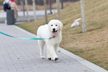 Puppies maremmano-abruzzese sheepdog - Maremma and Abruzzes Sheepdog (201)