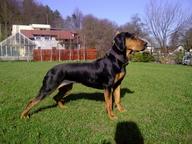 Polish Hountinh Dog (Gonczy Polski) Champion puppies for sale - Polish Hunting Dog (354)