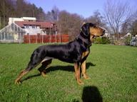 Polish Hountinh Dog (Gonczy Polski) Champion puppies for sale - Polish Hunting Dog (354) Polish Hountinh Dog (Gonczy Polski) Champion puppies for sale - Polish Hunting Dog (354)