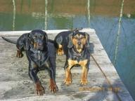 Polish Hountinh Dog (Gonczy Polski) Champion puppies for sale - Polish Hunting Dog (354)