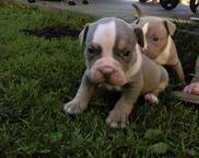 American bully pocket - American Bulldog
