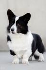 Welsh Corgi Сardigan puppies - Cornatello Kennel - Welsh Corgi Cardigan (038)