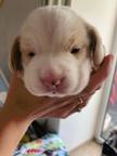 Beagle puppies for sale - Beagle (161)