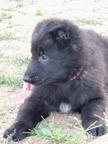 Belgian Shepherd Groenendael puppies with top pedigree. - Belgian Shepherd Dog (015)