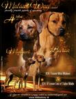 Rhodesian Ridgeback puppies - Rhodesian Ridgeback (146)