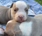 American bully pocket - American Bulldog