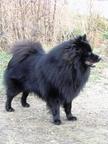 Giant German Spitz Black ( grossspitz schwarz Welpen ) puppies for Sale