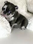 French bulldog puppies - French Bulldog (101)