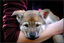 Czechoslovakian wolfdog puppies from country of origin - Czechoslovakian Wolfdog (332)