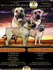 Boerboel puppies for sale - Boerboel