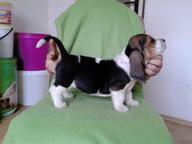 Basset hound - Basset Hound (163)