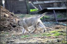 Czechoslovakian wolfdog puppies from country of origin - Czechoslovakian Wolfdog (332)