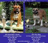 Continental Bulldog FCI - Continental bulldog Continental Bulldog FCI - Continental bulldog
