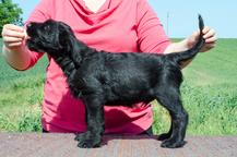 Puppies - Giant Schnauzer - Giant Schnauzer (181)