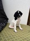 English Pointer - English Pointer (001)