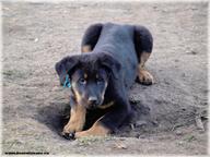 Beauceron - puppies - females - Beauceron (044)