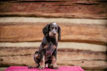 Picardy spaniel - Picardy Spaniel (108)