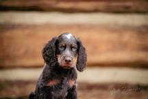 Picardy spaniel - Picardy Spaniel (108)