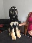 Afghan Hound (FCI) puppy girl for sale - Afghan Hound (228) Afghan Hound (FCI) puppy girl for sale - Afghan Hound (228)