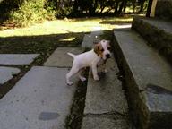 English Pointer - English Pointer (001)