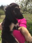 Afghan Hound (FCI) puppy girl for sale - Afghan Hound (228) Afghan Hound (FCI) puppy girl for sale - Afghan Hound (228)