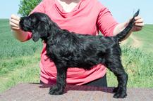 Puppies - Giant Schnauzer - Giant Schnauzer (181)