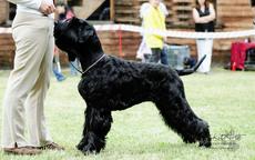 Giant schnauzer - puppies - Giant Schnauzer (181)