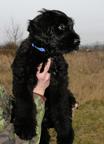 Briard - black puppies - Briard (113)