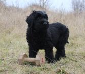 Briard - black puppies - Briard (113)