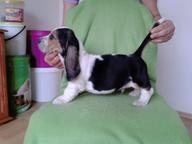 Basset hound - Basset Hound (163)