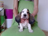 Basset hound - Basset Hound (163)