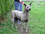 Thai Ridgeback