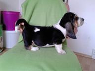 Basset hound - Basset Hound (163)