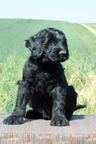 Puppies - Giant Schnauzer - Giant Schnauzer (181)